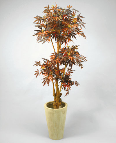 1004-170 Maple 170cm